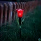 Kép 1/4 - LED-es szolár tulipánlámpa, sárga / piros / rózsaszín, 31 cm, 12 db / kínáló