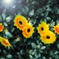 Kép 1/4 - Szolár fényfüzér - virág - 2 m - 20 melegfehér LED