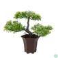 Kép 1/3 - Műnövény dekoráció - bonsai fa - 25 x 9 cm