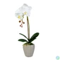 Kép 1/4 - Műnövény dekoráció - orchidea - 3 féle - 45 cm